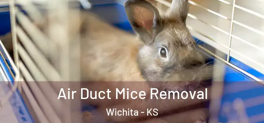  Air Duct Mice Removal Wichita - KS